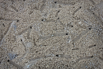Small crabs on the beach