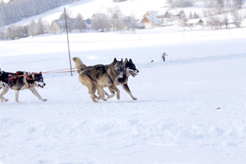 Husky Sled Dogs Running In Snow