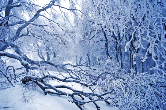 Winterwald