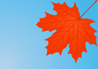 Autumn red maple leaf.