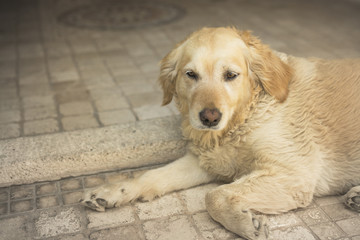 Portrait of Golden Retriever