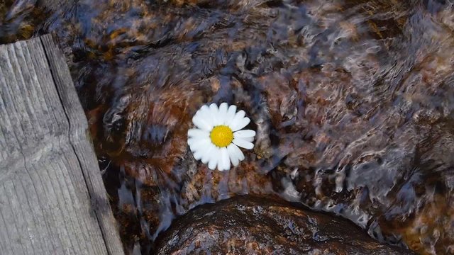 Daisy spinning on the river surface