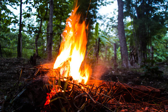 Fire burning wood,Nature background