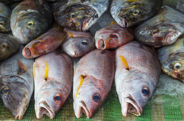 Red snapper on ice in the market