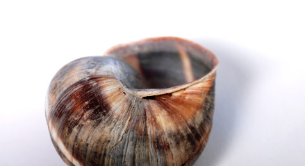 Snail shell