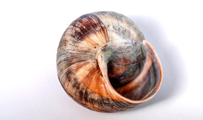 Snail shell