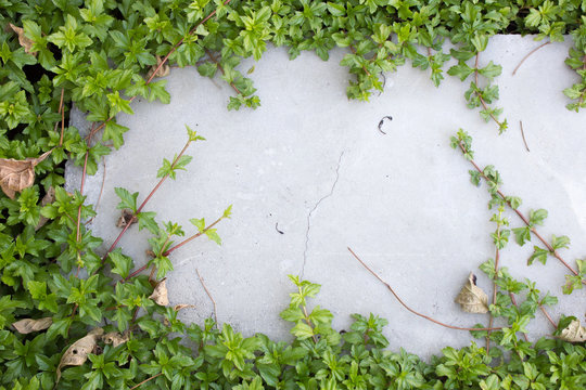 ivy leaves on the brick floor © tong4130