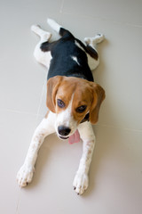 Portrait cute beagle puppy dog