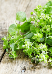 Fresh oregano on a wooden background, selective focus
