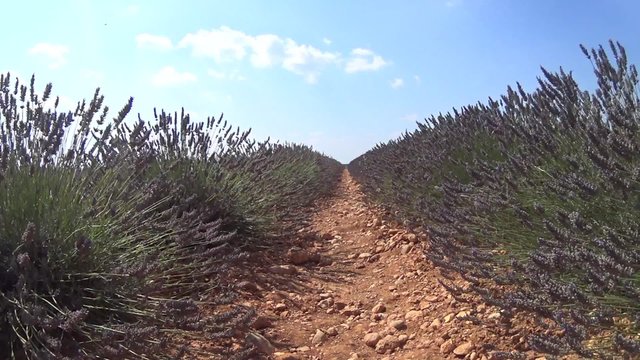 Lavender fields in Provence