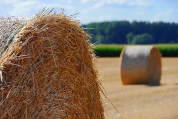 Kornfeld mit Strohballen