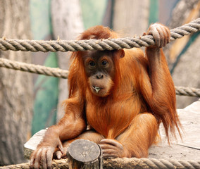 Carefree Orangutan Sitting and Holding a Rope: Adorable Wildlife Moment   Charming Stock Photo of Playful Primates in Nature © Moneynetar 