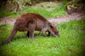 Nahaufnahme von einem Wallaby (Macropus rufogriseus) © Christian Colista