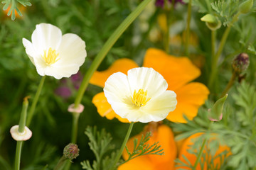 Kalifornischen Mohn auf der Blumenwiese