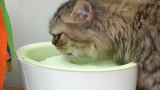 American bobtail cat drinking water