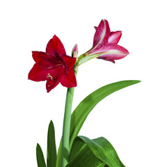 Obraz premium Red lion lily flowers, isolated on white background.