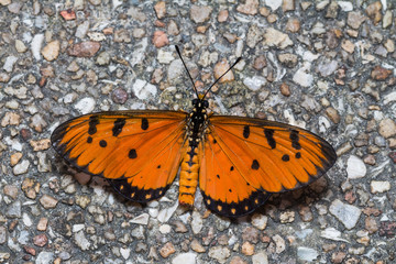 Tawny coster butterfly