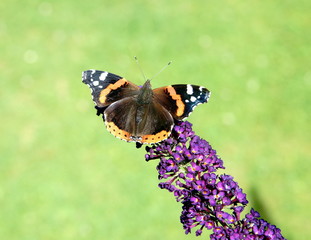 Admiral