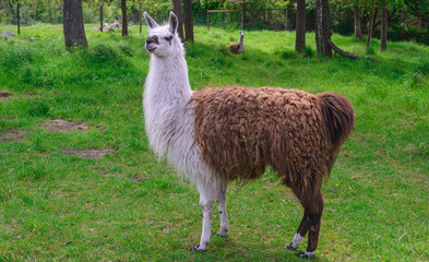 Lama © dikana87