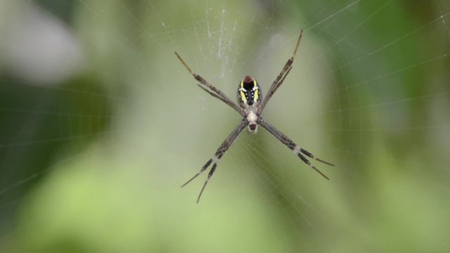 multi colored spider on web