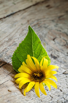 Small yellow sunflower with green leaf on old wooden background,