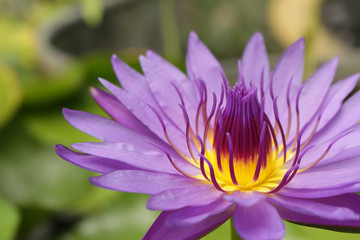 Beautiful water lily and green leaves