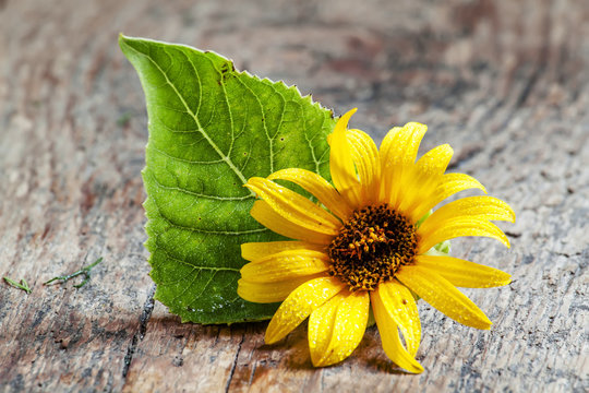 Small yellow sunflower with green leaf on old wooden background,