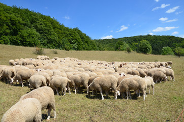 Obraz premium Schafherde