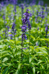 Blue salvia