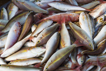 various types of fish on the market