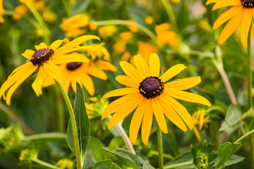 gelbe blume rudbeckia