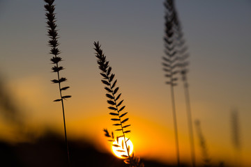 Fototapeta na wymiar Wild flowers , herbs against a sunset, natural background.