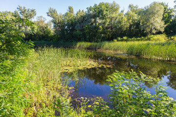 Summer landscape on  forest lake with water lilies and reeds .