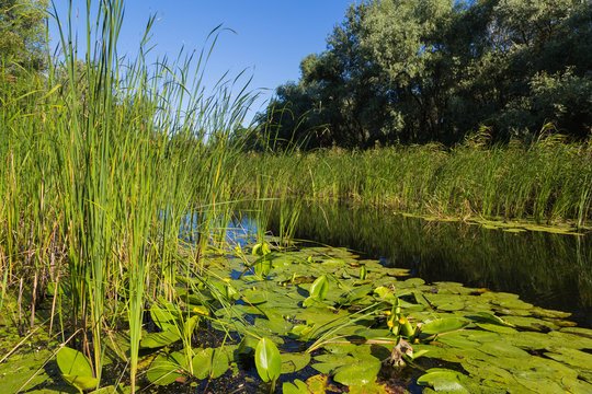 Summer landscape on  forest lake with water lilies and reeds .