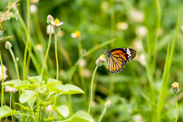 butterfly on flower
