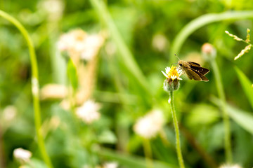 butterfly on flower