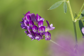 wildflower in the meadow