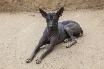 Peruvian Hairless dog