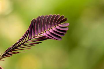 purple leaf