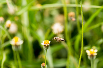 Bee flying to the flower.