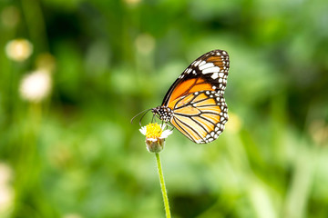 butterfly on flower