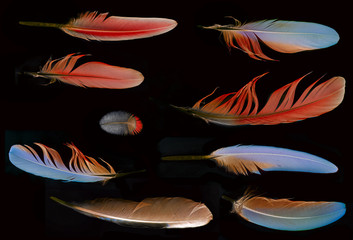 collection of feathers