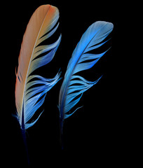 Obraz premium feathers on white background