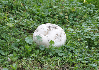giant puffball fungi Calvactia gigantea