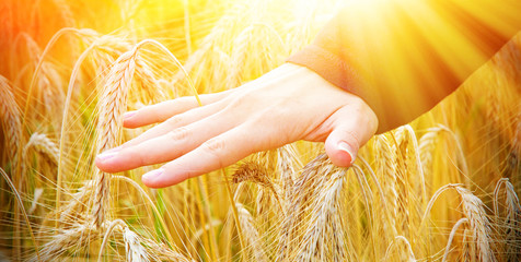 Hand und Gerstenfeld im Licht
