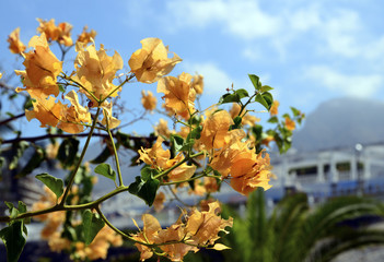 Branch of bougainvillea flowers on blue sky ann mountains background