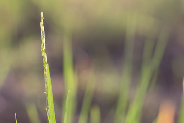 rice field after harvest