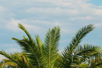 Fototapeta na wymiar Palm tree and sky with clouds.