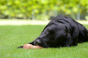 Black Dog eat Bone on meadow