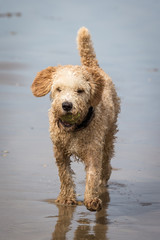 Spanish Water Dog on a Beach